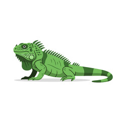 Fototapeta premium Green iguana lying still on plain white background