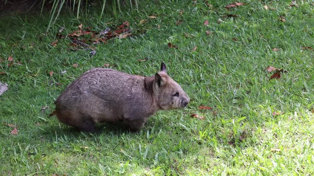 A wombat walks and forages for grass in a sunlit grassy area.
