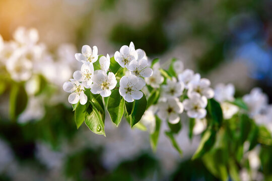 White spring pear flowers blooming on leafy tree branch with bright and airy atmosphere created by sunlight and beautiful blurred green and blue nature background. Pear flowers