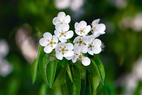 White spring pear flowers blooming on leafy tree branch. Spring pear blossoms on branch of blooming tree in botanical garden with lush green foliage