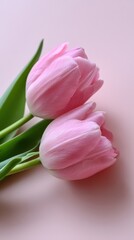 Obraz premium Spring tulips arranged on a pink background create a simple layout perfect for a women's day card