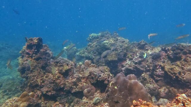 A mesmerizing aquatic ballet unfolds as numerous small fish navigate a majestic coral reef, bathed in warm daytime sunlight, showcasing a thriving ecosystem