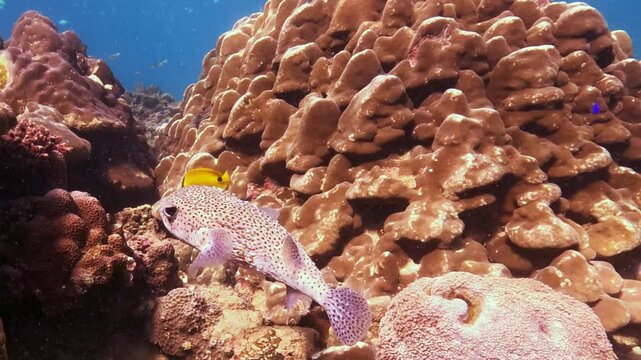 A graceful porcupinefish drifts peacefully past vibrant coral structures in its sun-drenched ocean habitat, its unique spiny form a marvel of daytime marine life