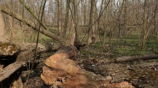 Ukrainian landscapes 4k. on a walk in the forest.  walk through the forest in the spring. forest in spring. fallen trees in the forest	