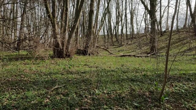 Ukrainian landscapes 4k. on a walk in the forest.  walk through the forest in the spring. forest in spring. fallen trees in the forest	