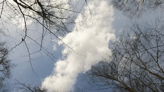 Ukrainian landscapes 4k. on a walk in the forest.  walk through the forest in the spring. trees and sky. trees in the forest against the sky