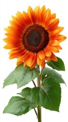 Obraz premium Sunflower stands alone on a white background. The bright yellow petals surround a brown center. Green leaves complement the flower