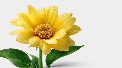 Fototapeta premium Sunflower stands alone on a white background. The bright yellow petals surround a brown center. Green leaves complement the flower