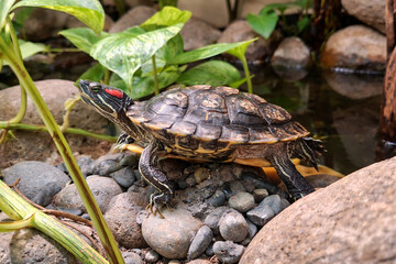 Naklejka premium Red-eared slider turtle Trachemys scripta elegans resting on rocks by a pond