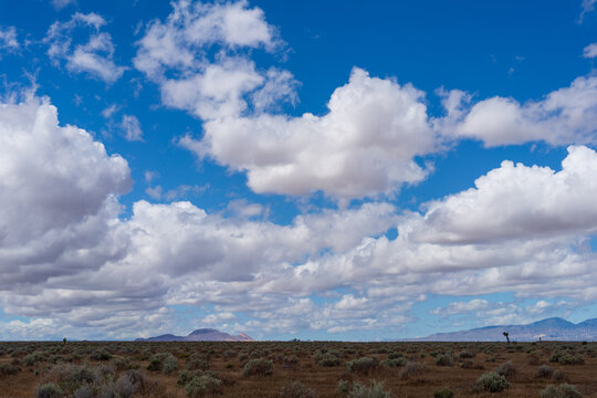Joshua Trees Beneath Blue Skies with Clouds Across the Mojave Desert