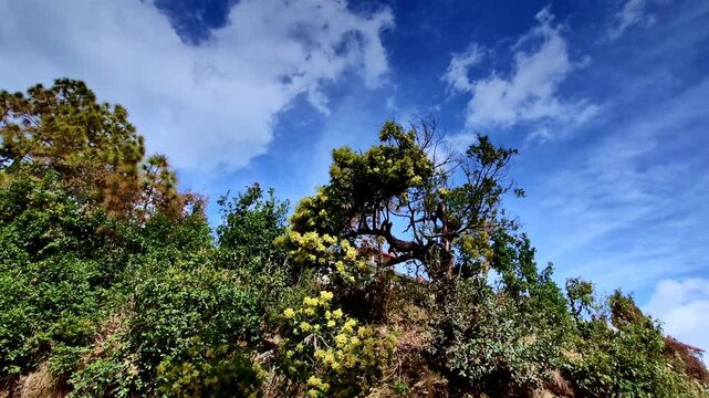 A rugged hillside in Mukteshwar, Uttarakhand is dotted with dense greenery and a uniquely shaped tree bursting with yellow blossoms, set against a vivid blue sky with drifting clouds.