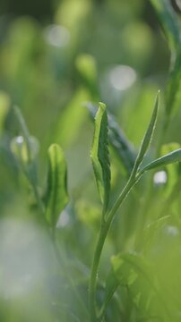 茶葉　茶畑　縦動画