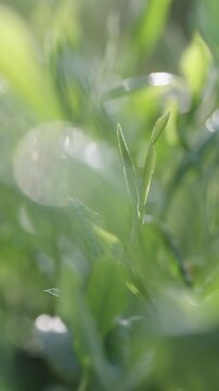 茶葉　茶畑　縦動画