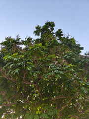 Fototapeta premium Close-up of dense green tree canopy with detailed leaves and branches against clear blue sky, natural foliage background with vibrant texture