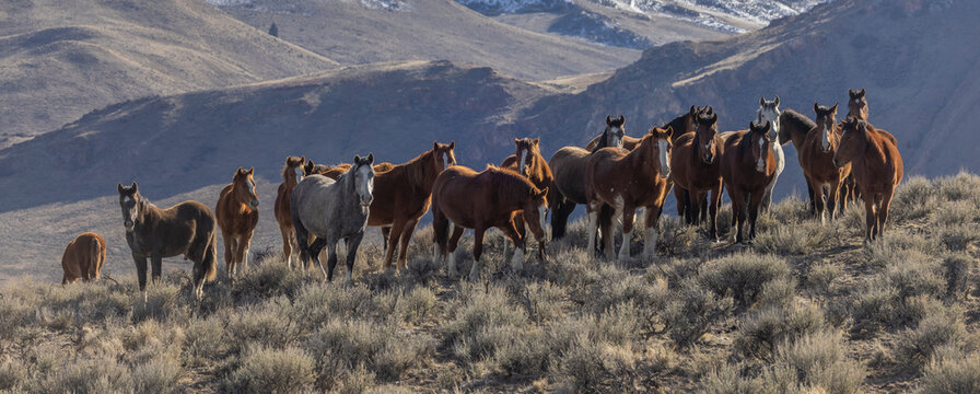 Beautiful Wild Horses Near Challis Idaho in Springtime