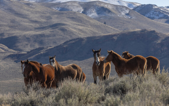 Beautiful Wild Horses Near Challis Idaho in Springtime