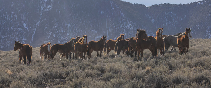 Beautiful Wild Horses Near Challis Idaho in Springtime
