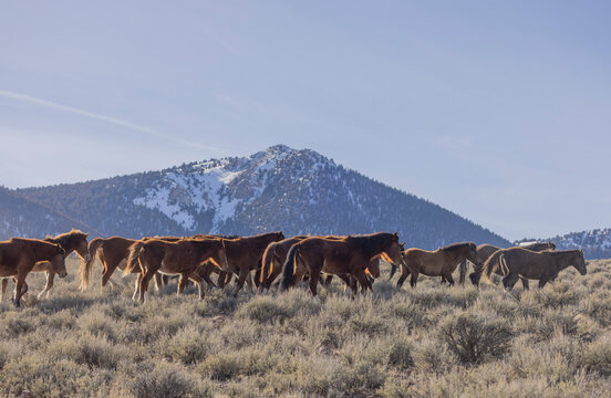 Beautiful Wild Horses Near Challis Idaho in Springtime