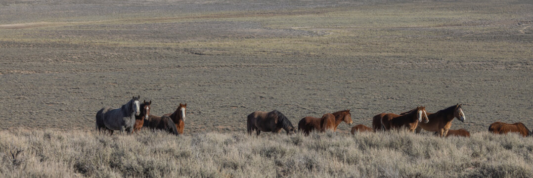 Beautiful Wild Horses Near Challis Idaho in Springtime