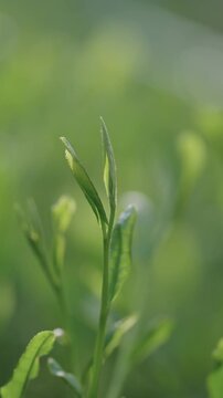 茶葉　茶畑　縦動画