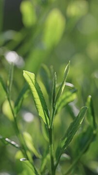 茶葉　茶畑　縦動画