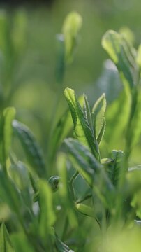 茶葉　茶畑　縦動画