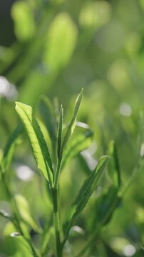 茶葉　茶畑　縦動画