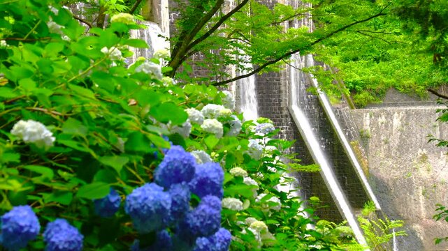 アジサイと豊稔池堰堤