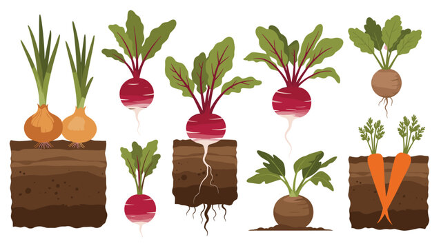 Cross-section illustration of various root vegetables including onions, radishes, carrots, and beets growing in different types of soil.