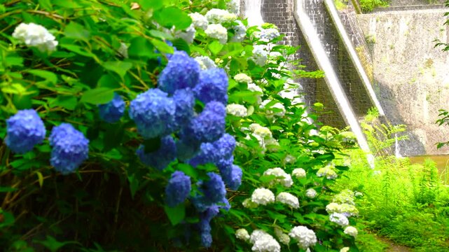 アジサイと豊稔池堰堤