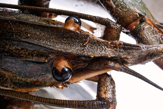Macro shot of crayfish head and eyes with detailed shell texture