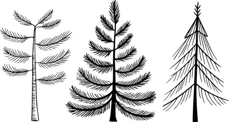 Distinct hand drawn black ink coniferous trees white background pine spruce © Md