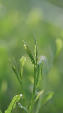 茶葉　茶畑　縦動画