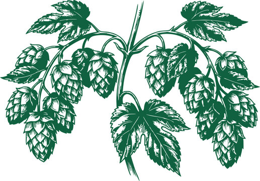 Vintage Green Hops Branch Illustration for Beer Brewing