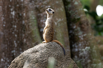 Naklejka premium Meerkat standing on a rock on lookout and scratching the ground for food 