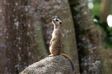 Naklejka premium Meerkat standing on a rock on lookout and scratching the ground for food 