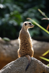 Naklejka premium Meerkat standing on a rock on lookout and scratching the ground for food 