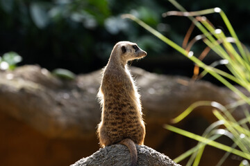 Naklejka premium Meerkat standing on a rock on lookout and scratching the ground for food 