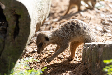 Naklejka premium Meerkat standing on a rock on lookout and scratching the ground for food 