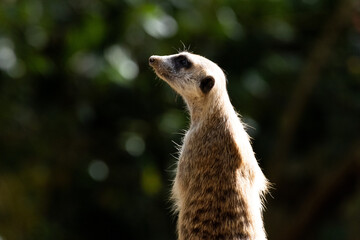 Naklejka premium Meerkat standing on a rock on lookout and scratching the ground for food 
