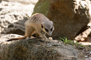 Naklejka premium Meerkat standing on a rock on lookout and scratching the ground for food 