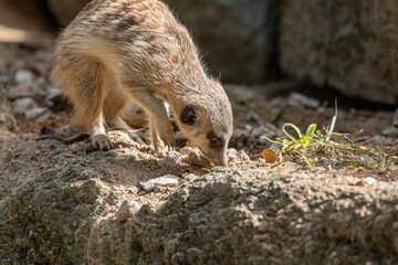 Naklejka premium Meerkat standing on a rock on lookout and scratching the ground for food 