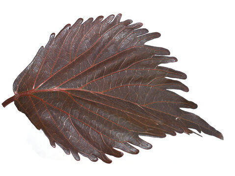 Acalypha wilkesiana copper leaves isolated on white background