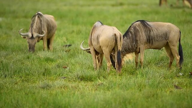 Herd of wild wildebeest grazing peacefully on lush green grass in Amboseli National Park, Kenya