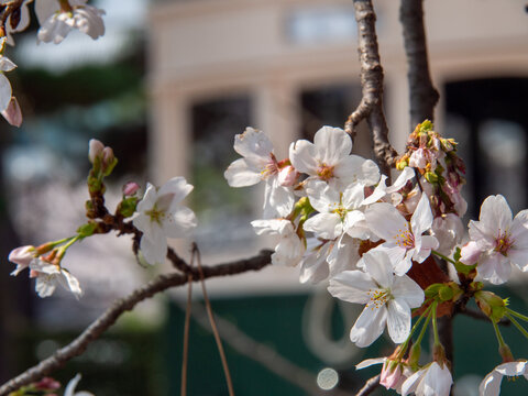 京都・平安神宮に保存されているレトロな京都市電と美しく咲く春の桜。満開のソメイヨシノの隙間から覗くクラシックな路面電車と、古都の歴史を感じるノスタルジックな春の風景