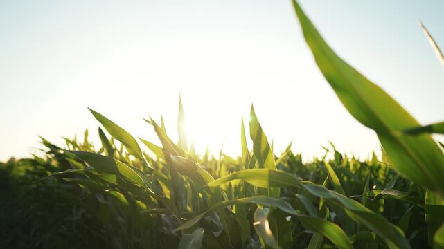Sunlit corn field swaying in wind, green leaf and tall stalk revealing crop pattern under warm sunlight, agriculture farm expanse in rural summer landscape, corn plant detail and leaf texture visible