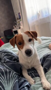 Jack Russell's dog is lying on the bed and howling
