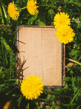 Vintage empty paper lies on green leaves of a plant with dandelion flower, creating a rustic and natural background. The weathered sheet blends with botanical foliage