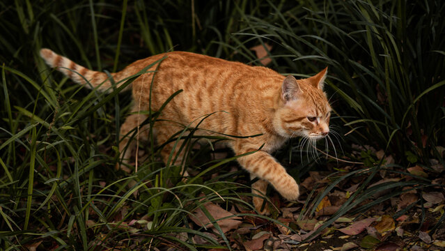 Orange Tabby Cat roaming in the thick bushes
