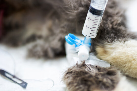 Calm veterinary scene. Serene veterinary setting with soft fur and monitoring equipment